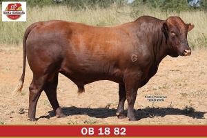 LOT 17 - OB 180082 SP - BONKA BONSMARA (PTY) LTD