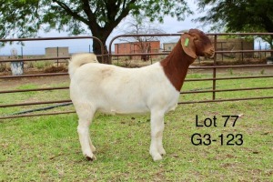 1X BOER GOAT FLOCK DOE SAKKIE EN NICKY NELL BOERBOKKE