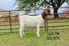 1X BOER GOAT STUD DOE SAKKIE EN NICKY NELL BOERBOKKE