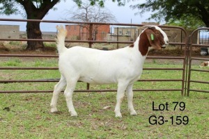 1X BOER GOAT STUD DOE SAKKIE EN NICKY NELL BOERBOKKE