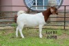 1X BOER GOAT FLOCK DOE SAKKIE EN NICKY NELL BOERBOKKE