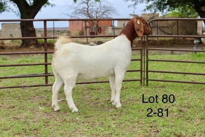 1X BOER GOAT STUD DOE SAKKIE EN NICKY NELL BOERBOKKE