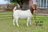 1X BOER GOAT STUD DOE SAKKIE EN NICKY NELL BOERBOKKE