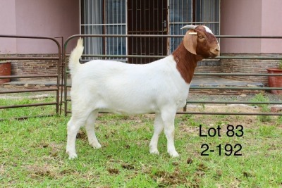 1X BOER GOAT STUD DOE SAKKIE EN NICKY NELL BOERBOKKE