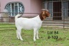 1X BOER GOAT STUD DOE SAKKIE EN NICKY NELL BOERBOKKE