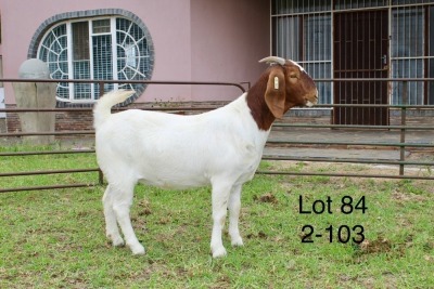 1X BOER GOAT STUD DOE SAKKIE EN NICKY NELL BOERBOKKE