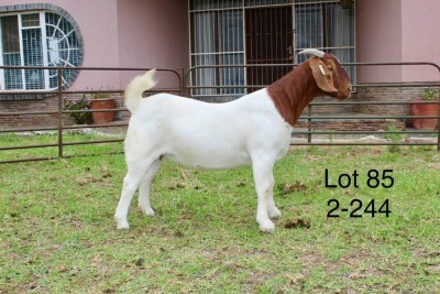 1X BOER GOAT STUD DOE SAKKIE EN NICKY NELL BOERBOKKE