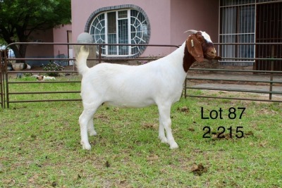 1X BOER GOAT STUD DOE SAKKIE EN NICKY NELL BOERBOKKE