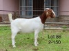 1X BOER GOAT STUD DOE SAKKIE EN NICKY NELL BOERBOKKE