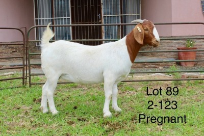 1X BOER GOAT FLOCK DOE SAKKIE EN NICKY NELL BOERBOKKE