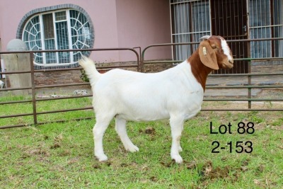 1X BOER GOAT STUD DOE SAKKIE EN NICKY NELL BOERBOKKE