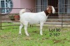 1X BOER GOAT FLOCK DOE SAKKIE EN NICKY NELL BOERBOKKE