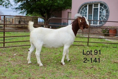 1X BOER GOAT FLOCK DOE SAKKIE EN NICKY NELL BOERBOKKE