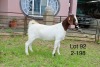 1X BOER GOAT FLOCK DOE SAKKIE EN NICKY NELL BOERBOKKE