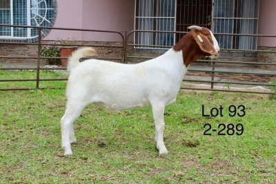 1X BOER GOAT FLOCK DOE SAKKIE EN NICKY NELL BOERBOKKE