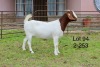 1X BOER GOAT FLOCK DOE SAKKIE EN NICKY NELL BOERBOKKE