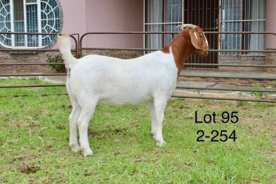 1X BOER GOAT FLOCK DOE SAKKIE EN NICKY NELL BOERBOKKE