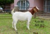 1X BOER GOAT FLOCK DOE SAKKIE EN NICKY NELL BOERBOKKE