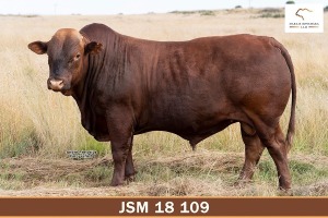 LOT 20 - JSM 180109 SP - MARAIS BONSMARAS