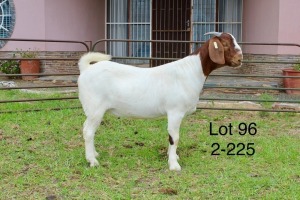 1X BOER GOAT FLOCK DOE SAKKIE EN NICKY NELL BOERBOKKE