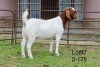 1X BOER GOAT FLOCK DOE SAKKIE EN NICKY NELL BOERBOKKE