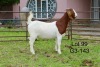 1X BOER GOAT FLOCK DOE SAKKIE EN NICKY NELL BOERBOKKE