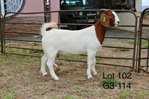 1X BOER GOAT STUD DOE SAKKIE EN NICKY NELL BOERBOKKE