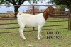 1X BOER GOAT STUD DOE SAKKIE EN NICKY NELL BOERBOKKE