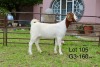 1X BOER GOAT FLOCK DOE SAKKIE EN NICKY NELL BOERBOKKE