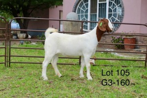 1X BOER GOAT FLOCK DOE SAKKIE EN NICKY NELL BOERBOKKE