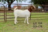 1X BOER GOAT STUD DOE SAKKIE EN NICKY NELL BOERBOKKE