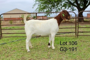 1X BOER GOAT FLOCK DOE SAKKIE EN NICKY NELL BOERBOKKE