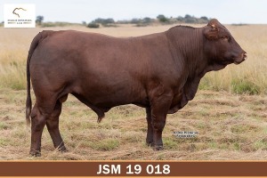 LOT 25 - JSM 190018 SP - MARAIS BONSMARAS