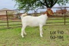 1X BOER GOAT STUD DOE SAKKIE EN NICKY NELL BOERBOKKE