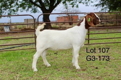 1X BOER GOAT STUD DOE SAKKIE EN NICKY NELL BOERBOKKE