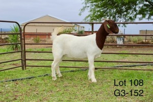 1X BOER GOAT FLOCK DOE SAKKIE EN NICKY NELL BOERBOKKE