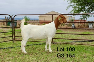 1X BOER GOAT STUD DOE SAKKIE EN NICKY NELL BOERBOKKE