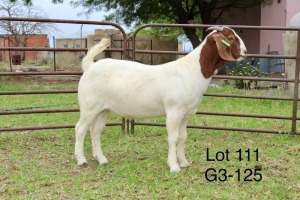 1X BOER GOAT FLOCK DOE SAKKIE EN NICKY NELL BOERBOKKE