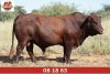 LOT 11 - OB 180063 SP - BONKA BONSMARA (PTY) LTD - 2