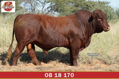 LOT 9 - OB 180170 SP - BONKA BONSMARA (PTY) LTD