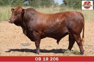 LOT 33 - OB 180206 SP - BONKA BONSMARA (PTY) LTD