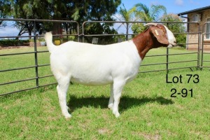 1X BOER GOAT STUD DOE SAKKIE EN NICKY NELL BOERBOKKE