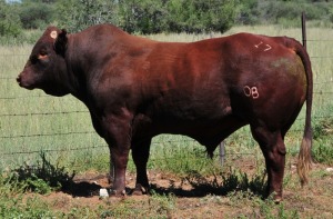 LOT 18 - OB 170234 SP - BONKA BONSMARA (PTY) LTD