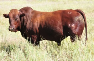 LOT 23 - OB 180073 SP - BONKA BONSMARA (PTY) LTD