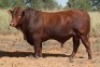 LOT 21 - OB 180200 SP - BONKA BONSMARA (PTY) LTD - 2