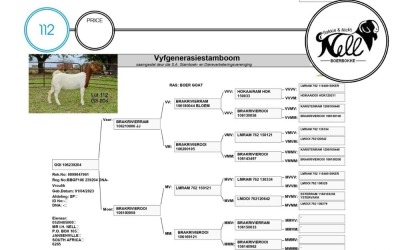 1X BOER GOAT STUD DOE SAKKIE EN NICKY NELL BOERBOKKE