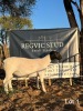 1X Dorper Ewe REGVIC STUD