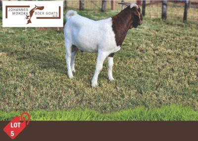 1X Boergoat Buck MAKOKA BOER GOAT STUD