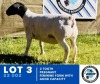 1X Dorper Ewe HENNIE SCHUTTE DORPERS