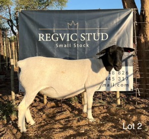 1X Dorper Ewe REGVIC STUD